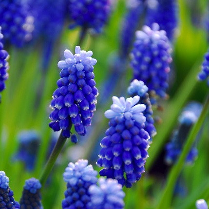 Muscari armeniacum, Grape Hyacinth